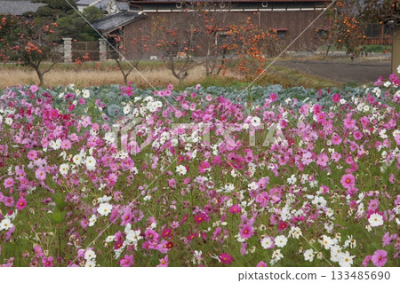 Cosmos, vegetable fields, and persimmon trees in late autumn 133485690
