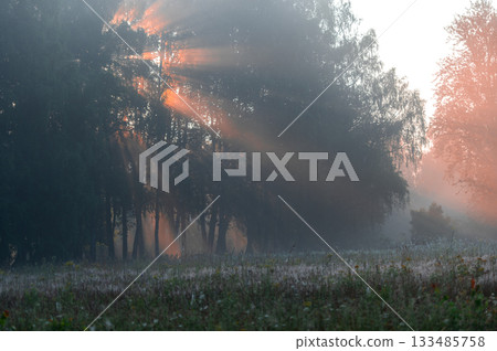 Sun Rays Breaking Through Morning Forest Mist 133485758