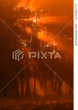 Golden Dawn Breaking Through Forest Mist 133485773
