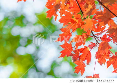 Close-up of autumn red maple leaves Close-up of autumn red maple leaves 133485777