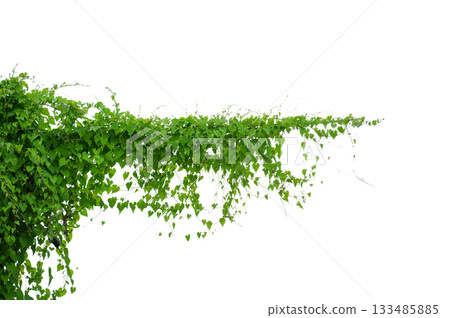 vine frame leaf vine circle Isolate on transparent background PNG file vine frame leaf vine circle Isolate on transparent background PNG file 133485885
