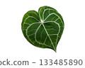 Heart anthurium Anthurium clarinervium Isolate on transparent background PNG file 133485890