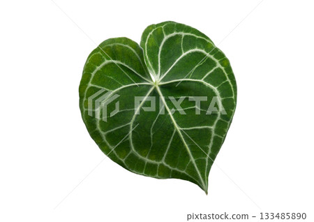 Heart anthurium Anthurium clarinervium Isolate on transparent background PNG file 133485890