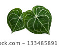 Heart anthurium Anthurium clarinervium Isolate on transparent background PNG file 133485891
