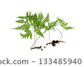Isolated Fern Plant with Root. Transparent PNG for Botanical Design 133485940