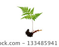 Isolated Fern Plant with Root. Transparent PNG for Botanical Design 133485941