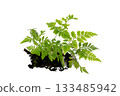 Isolated Fern Plant with Root. Transparent PNG for Botanical Design 133485942