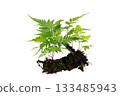 Isolated Fern Plant with Root. Transparent PNG for Botanical Design 133485943