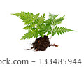 Isolated Fern Plant with Root. Transparent PNG for Botanical Design 133485944