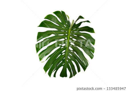 Tropical Monstera Leaf Isolated on Transparent Background for Design and Decoration. Monstera leaf PNG isolated tropical foliage 133485947