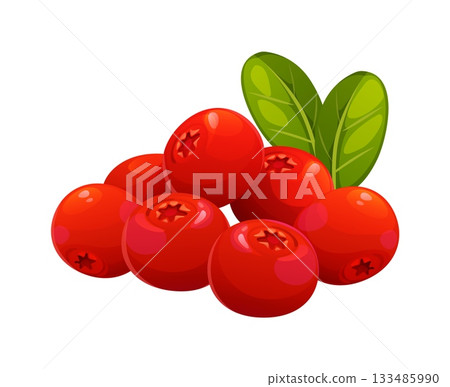 Cartoon cranberry berries with green leaves. Red vector cowberry forest branch for Thanksgiving day. Lingonberry and bearberry plant with foliage 133485990