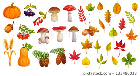 Autumn season fall leaves, pumpkins, oak acorns, ripe berries, forest mushroom and wheat vector symbols set. Cartoon autumn harvest veggies, maple leaves, cones, barberry, rowanberry and aronia fruits 133486038