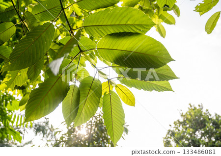 Kratom (Mitragyna speciosa) green Is a type of drug. Kratom or Mitragyna speciosa branch green leaves on natural background 133486081