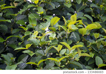 Kratom (Mitragyna speciosa) green Is a type of drug. Kratom or Mitragyna speciosa branch green leaves on natural background Kratom (Mitragyna speciosa) green Is a type of drug. Kratom or Mitragyna speciosa branch green leaves on natural background 133486083