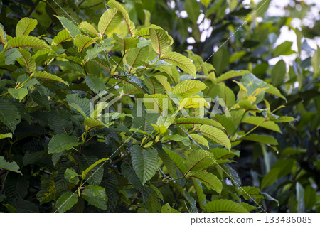 Kratom (Mitragyna speciosa) green Is a type of drug. Kratom or Mitragyna speciosa branch green leaves on natural background Kratom (Mitragyna speciosa) green Is a type of drug. Kratom or Mitragyna speciosa branch green leaves on natural background 133486085