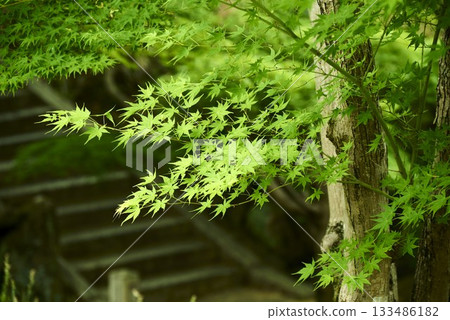 Fresh green maple Fresh green maple 133486182
