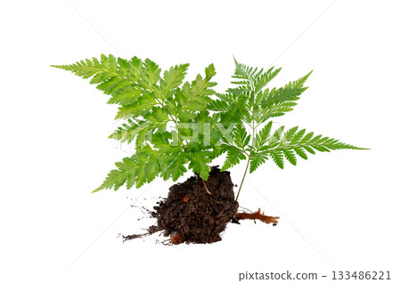 Fern Isolate Beautiful composition with fern and other tropical leaves on white background. Fern leaf, Ornamental foliage, Fern isolated on white background, with clipping path 133486221