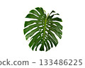 Tropical Monstera Leaf Isolated on White Transparent Background for Design and Decoration. Monstera leaf  isolated tropical foliage 133486225
