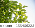 Kratom (Mitragyna speciosa) green Is a type of drug. Kratom or Mitragyna speciosa branch green leaves on natural background 133486228
