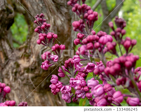 Purple lilac flowers close-up in half bloom 133486245