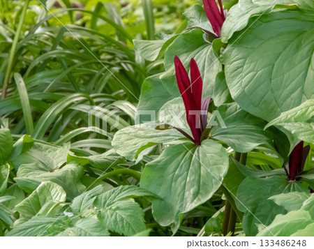 Trillium erectum or red trillium wildflower Trillium erectum or red trillium wildflower 133486248