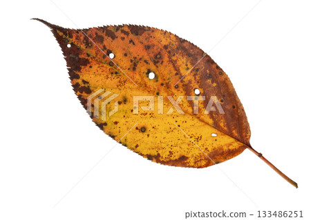 Dry yellow leaf with black spots isolated on white 133486251