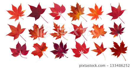 Set of red autumn leaves of liquidambar, maple, and Virginia creeper isolated on white Set of red autumn leaves of liquidambar, maple, and Virginia creeper isolated on white 133486252