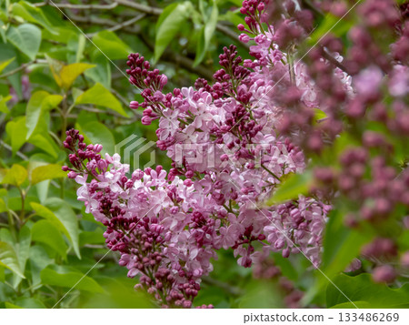 Pinkish-lilac lilac flowers in the garden. Branch with blurred foreground. Syringa vulgaris 133486269