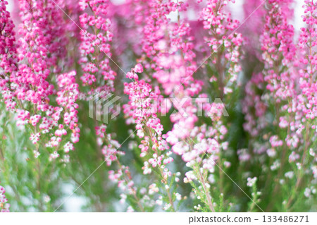 Soft pink heather flowers blooming in autumn garden Soft pink heather flowers blooming in autumn garden 133486271