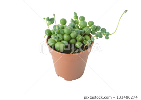 Curio rowleyanus string-of-pearls plant in brown pot isolated on white 133486274