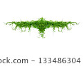 vine frame leaf vine isolates on a white background 133486304