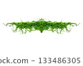 vine frame leaf vine isolates on a white background 133486305