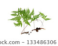 Fern Isolate Beautiful composition with fern and other tropical leaves on white background. Fern leaf, Ornamental foliage, Fern isolated on white background, with clipping path 133486306