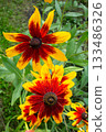 Vibrant Red and Yellow Rudbeckia Flowers Blooming in Summer Garden 133486326