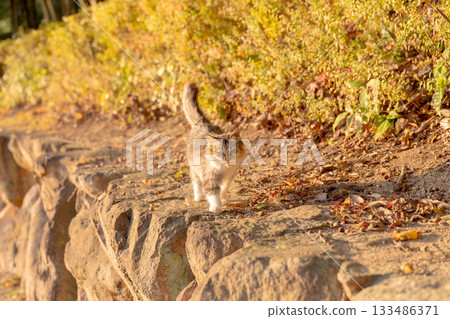 秋天公園裡曬太陽的流浪貓 133486371