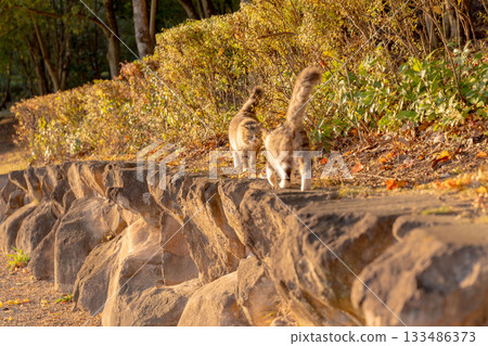 Stray cat sunbathing in autumn park 133486373