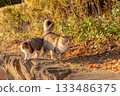 Stray cat sunbathing in autumn park 133486375