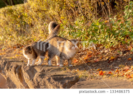 Stray cat sunbathing in autumn park 133486375
