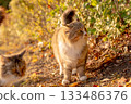 Stray cat sunbathing in autumn park 133486376