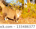 Stray cat sunbathing in autumn park 133486377