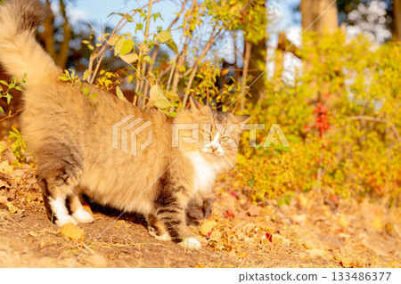 Stray cat sunbathing in autumn park Stray cat sunbathing in autumn park 133486377
