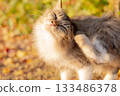 Stray cat sunbathing in autumn park 133486378