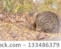 Stray cat sunbathing in autumn park 133486379