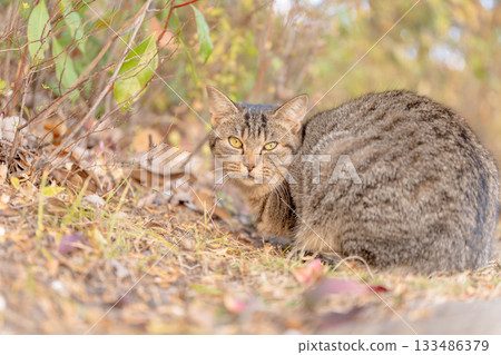 Stray cat sunbathing in autumn park 133486379