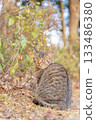 Stray cat sunbathing in autumn park 133486380