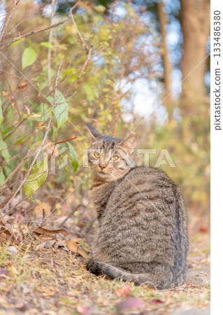 Stray cat sunbathing in autumn park 133486380