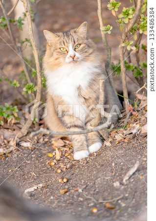 Stray cat sunbathing in autumn park Stray cat sunbathing in autumn park 133486384
