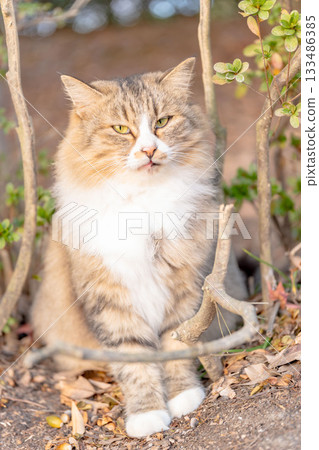 Stray cat sunbathing in autumn park 133486385