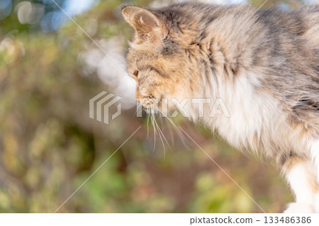 Stray cat sunbathing in autumn park Stray cat sunbathing in autumn park 133486386