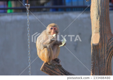 Japanese macaques eating food 133486480